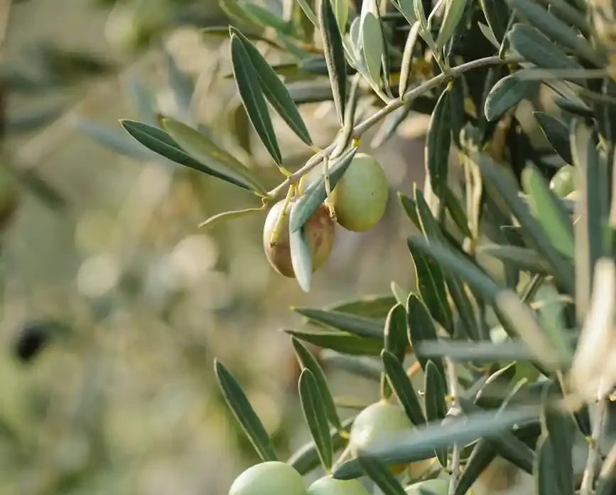 Close-up of hand picking olives in Provence, symbol of Olea Voyages artisanal spirit