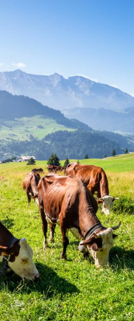 Cows grazing in a lush green alpine meadow in the French Alps