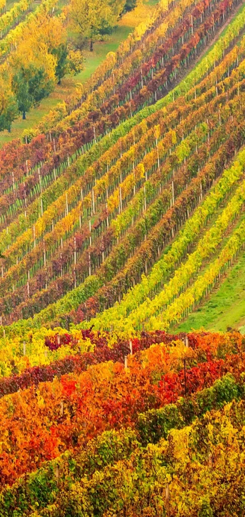 Scenic view of colorful autumn vineyards in the French countryside