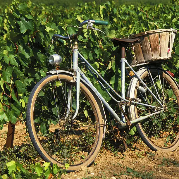 Bicycle with wine basket in French vineyard setting