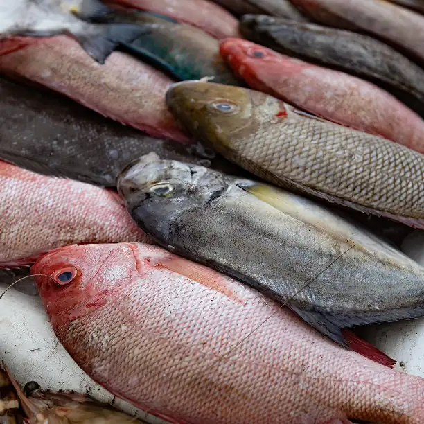Fresh fish selection from the market in Nice ready for a coastal feast