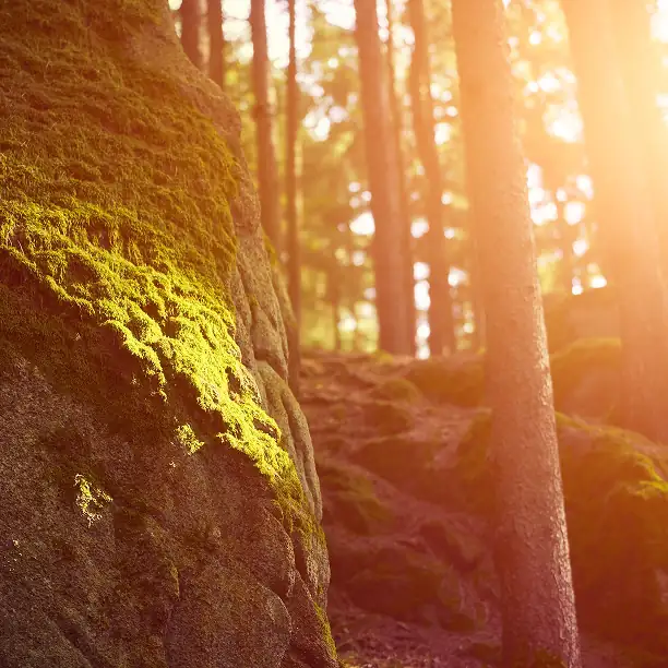 Sunlight filtering through trees during a forest immersion walk