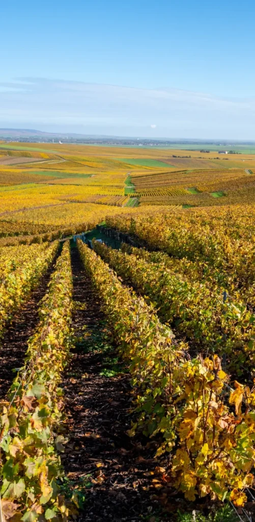 Rolling vineyards in Burgundy glowing with autumn colors