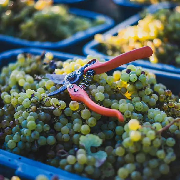 Fresh grapes and secateurs during harvest in France