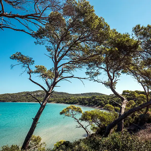 Mediterranean pine tree above crystal blue water along the French coast