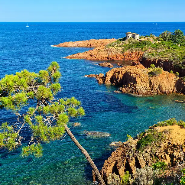 Cliffside pine trees overlooking the turquoise sea at sunrise