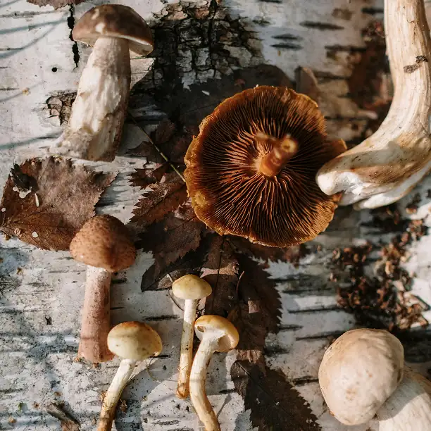 Wild mushrooms on forest floor during a guided foraging tour in France