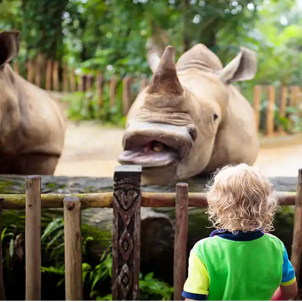Children observing a rhinoceros up close at a wildlife zoo