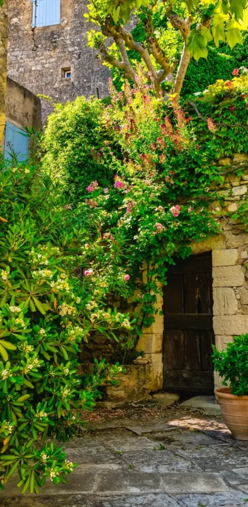 Stone house surrounded by vines and blooming flowers in Provence