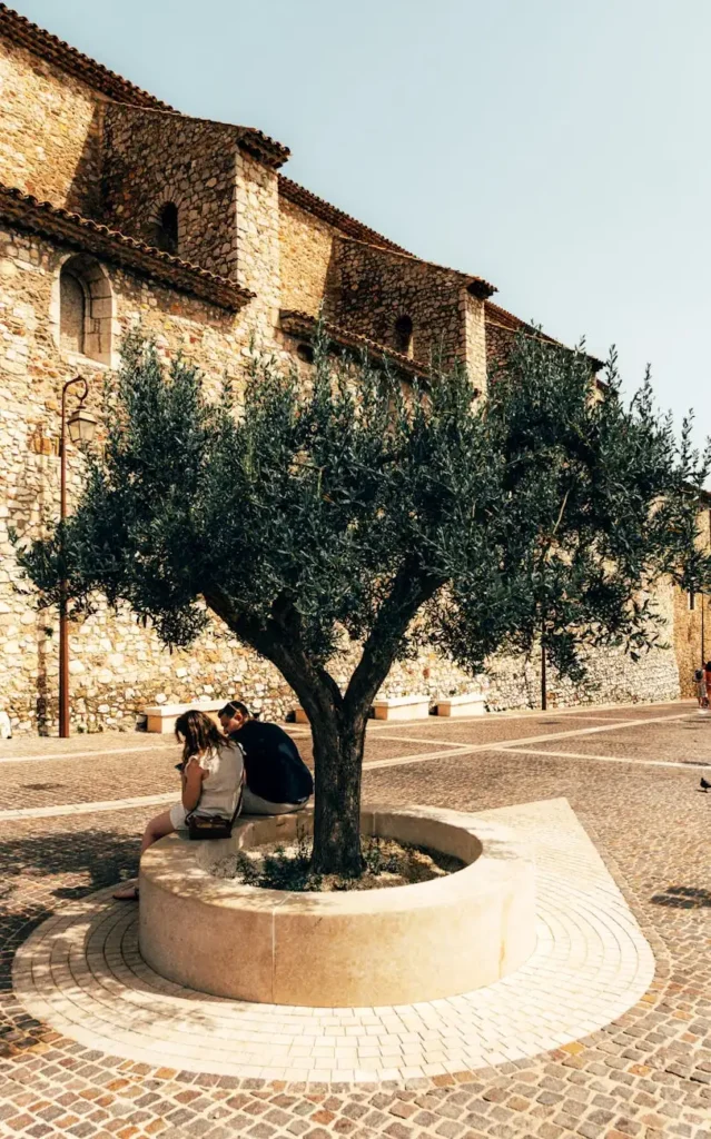 Ancient olive tree in a sunlit Provençal village square