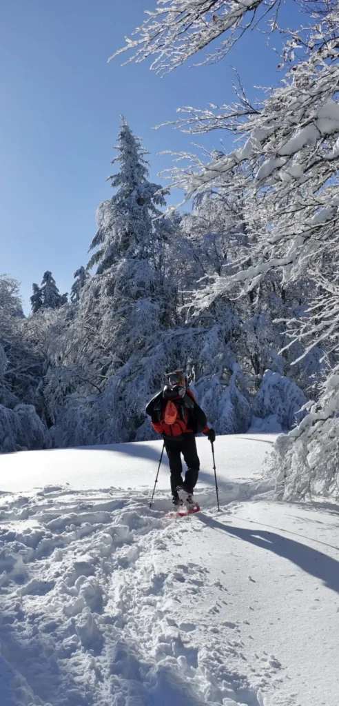 Traveler snowshoeing through a quiet, snow-covered forest in France