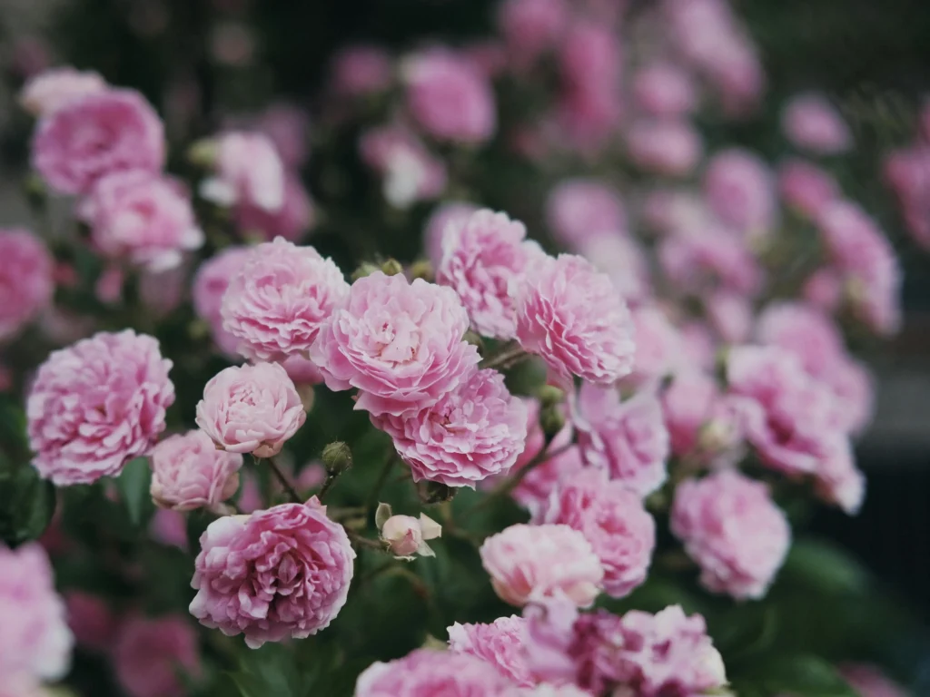 Pink flowers blooming in the fields of Provence in summer
