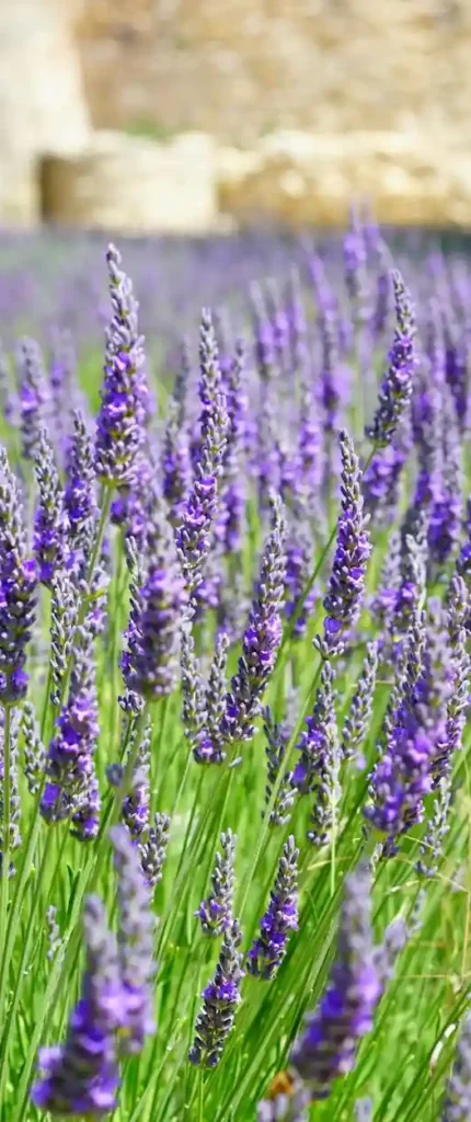 Lavender fields in Provence at their summer peak
