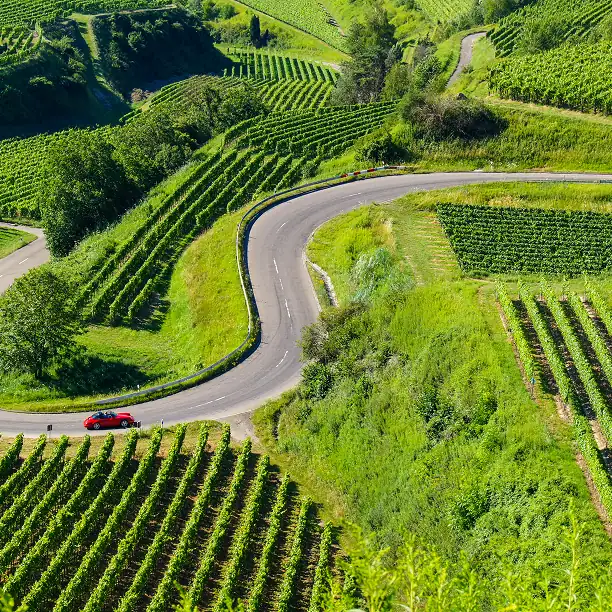 Winding road through sunlit vineyards in the French countryside