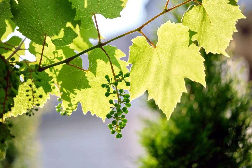 Close-up of green grapes on a sunlit vine in a French vineyard