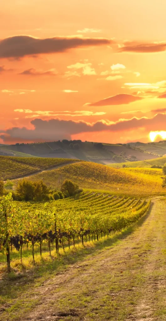 Sunset lighting up a vineyard path in the rolling hills of France