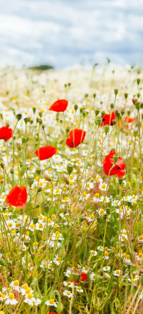 Blooming wildflower meadow in the French countryside during spring