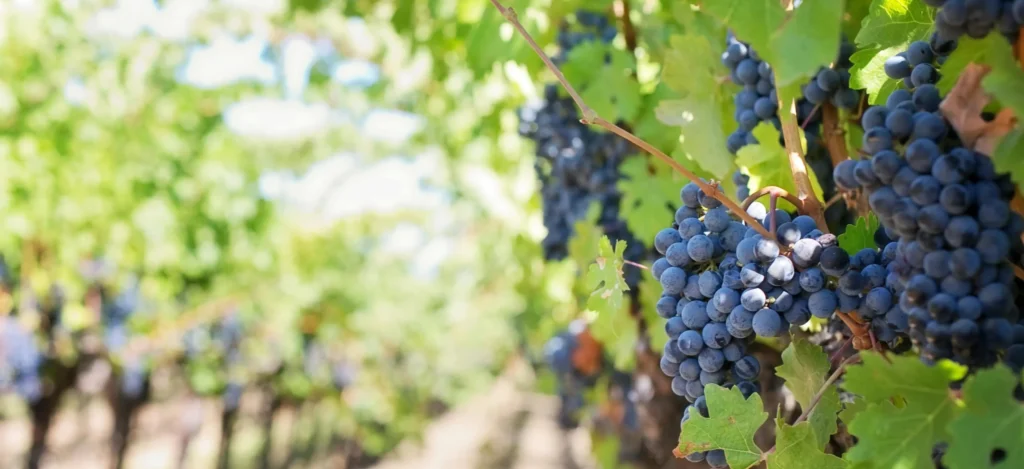 Visite de vignoble de luxe en France avec rangées de vignes