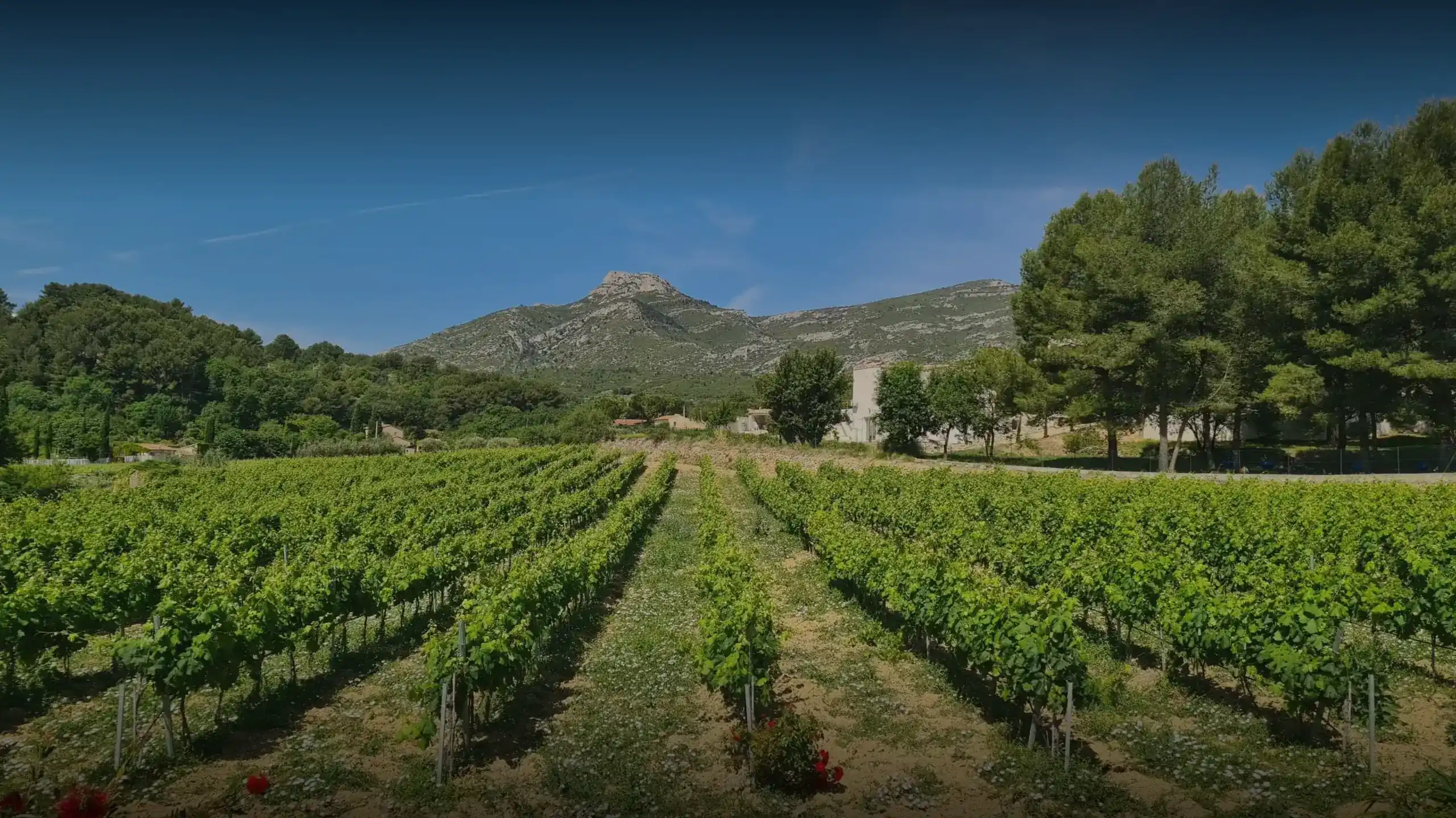 Vineyard at the foot of Sainte-Victoire Mountain in Provence under a clear blue sky