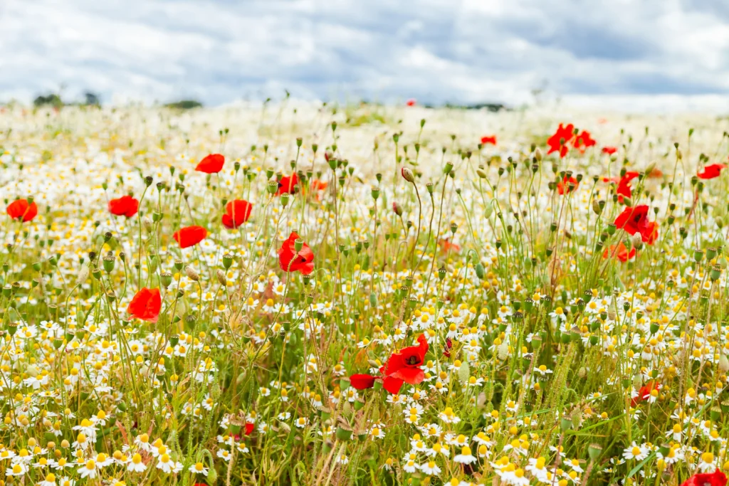 Wildflower field in France with red poppies and white daisies under a summer sky, capturing the French art of travel