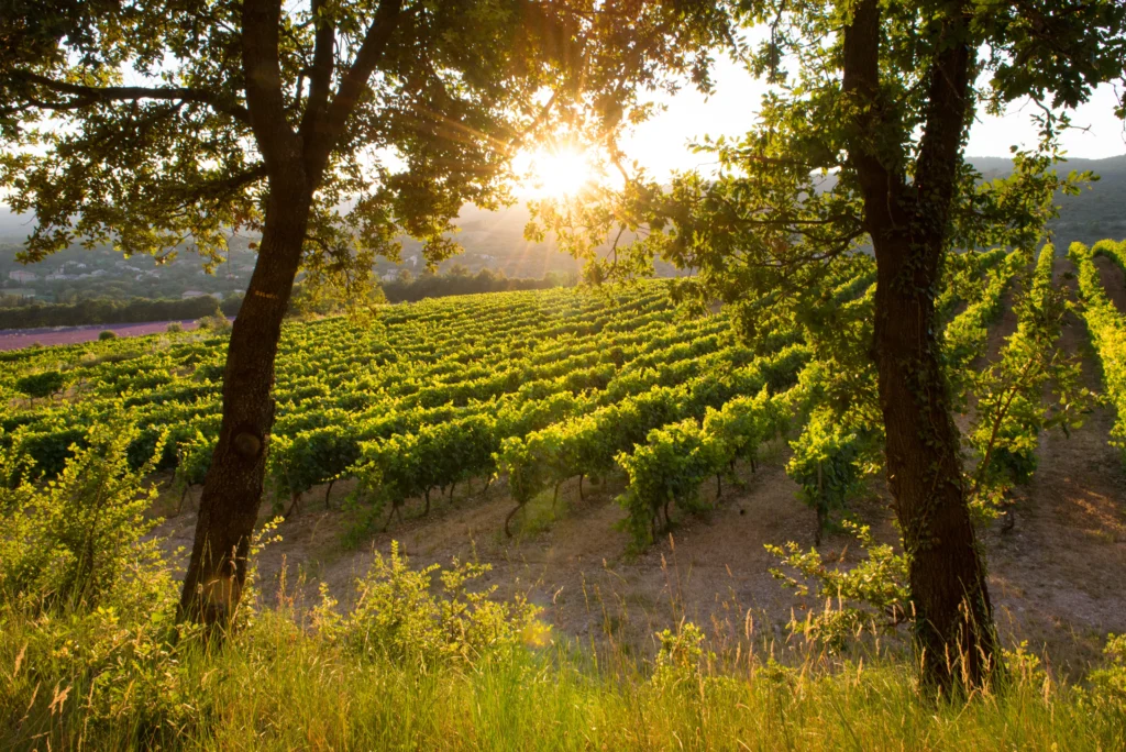Scenic Provence vineyard landscape with golden sunset light filtering through oak trees