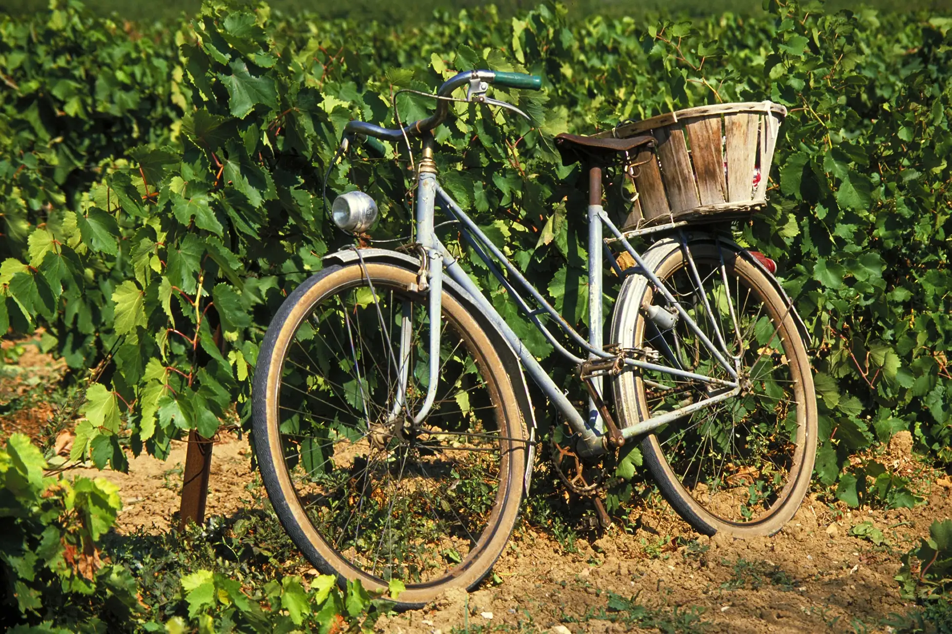 Provence Itinerary, Vintage bicycle leaning against lavender field in Provence France