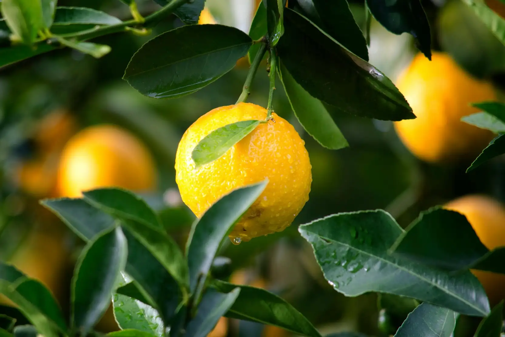 Fête du Citron Menton, Ripe yellow lemons growing on tree in Menton's subtropical climate