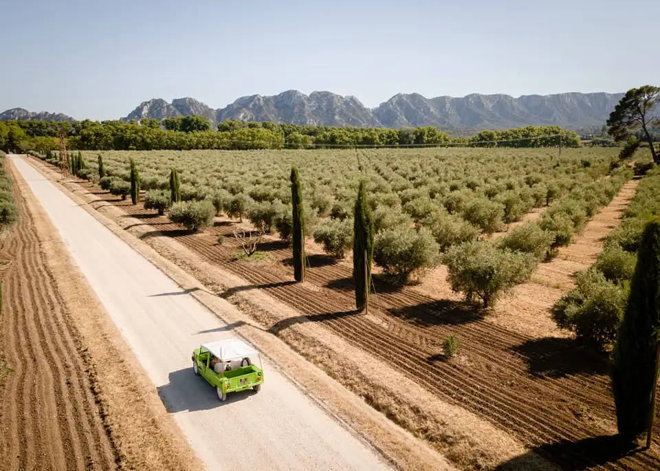 Scenic vineyard road stretching through Provence countryside in golden afternoon light