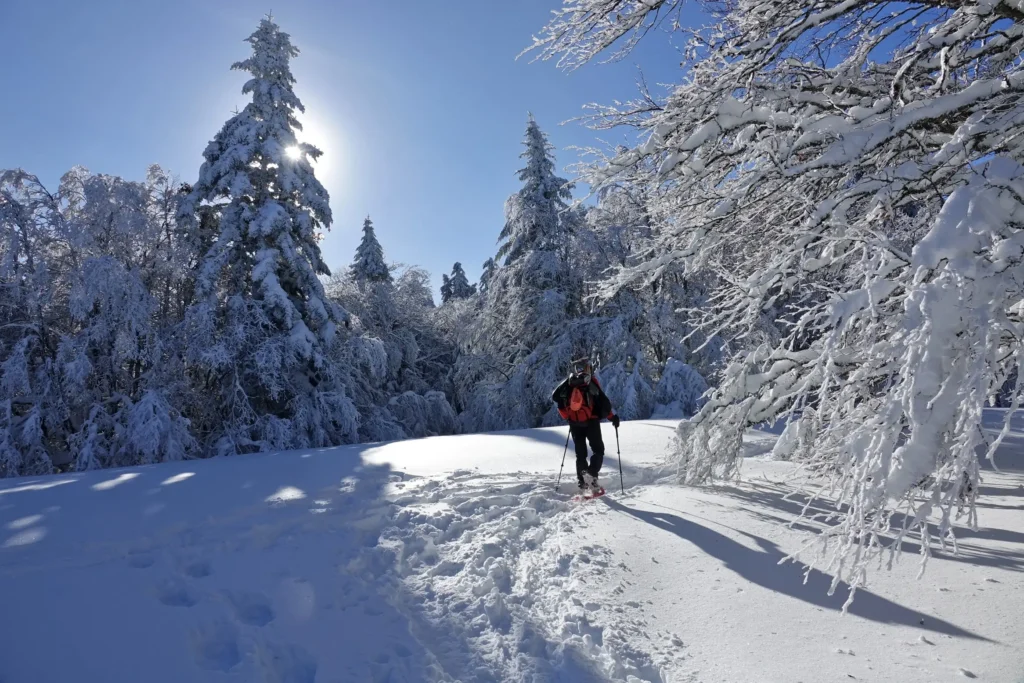 Cross-country skier on pristine snow-covered trail through frosted pine trees in the French Alps