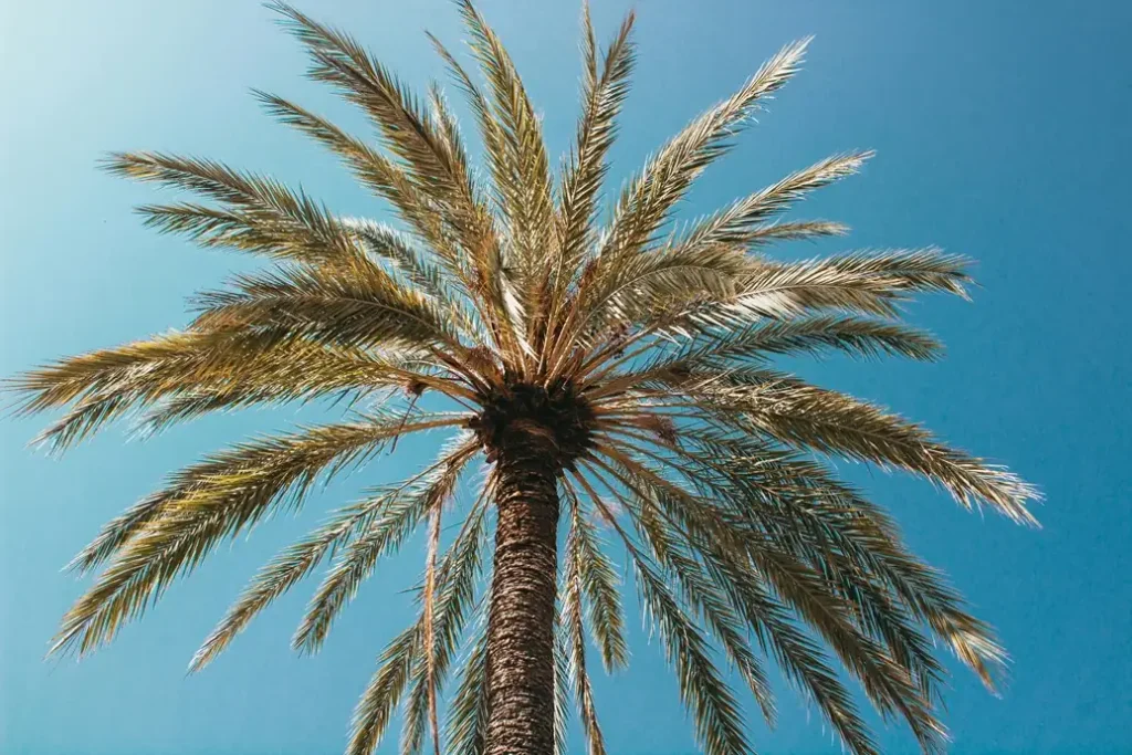 Tall palm tree against a clear blue sky on the French Riviera