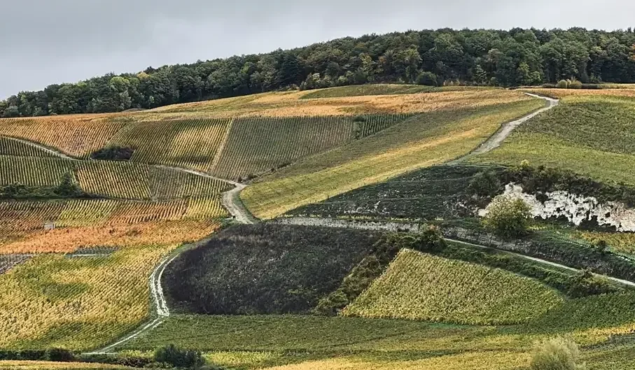 Champagne day trip from Paris, Scenic French vineyard with rolling hills and terraced vines