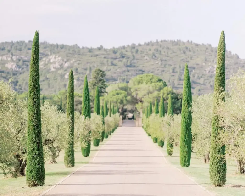 Long tree-lined alley of olive groves and tall cypress trees in Provence