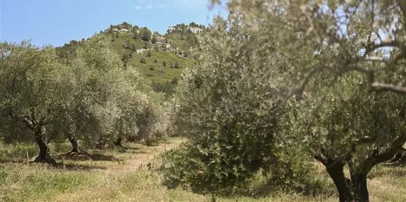 Wine tasting in Provence, Scenic Provence olive grove trail under blue sky with cypress trees