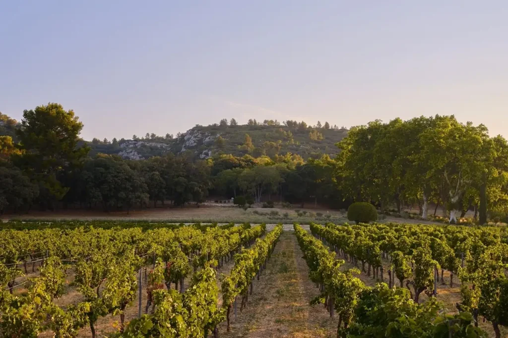 Golden hour vineyards at sunset in Provence France