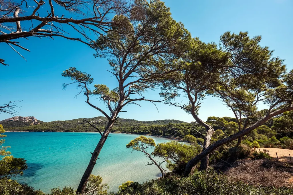 Crystal clear turquoise water of a Mediterranean bay framed by coastal pine trees under a blue sky.
