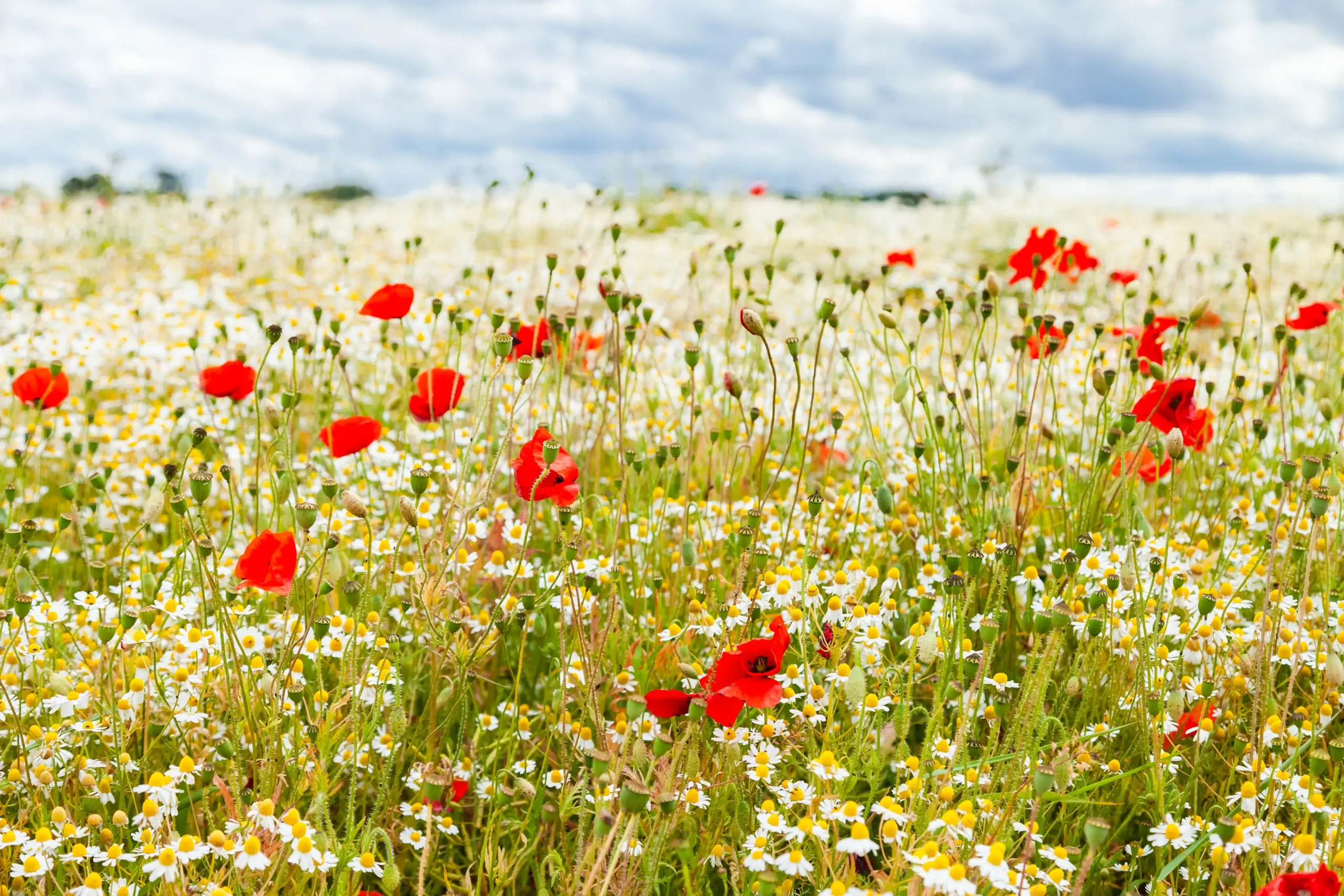 Field of blooming red poppies and white daisies under a cloudy sky